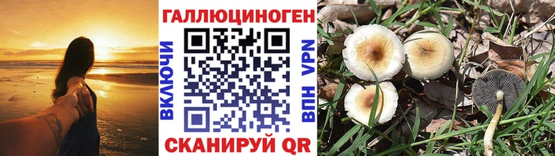 Псилоцибиновые грибы Psilocybe  Купить где  Дзержинск 